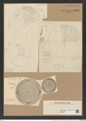 Aulacodiscus subrimosus Grun. (de-Toni-Nr.: Genus 182, Species 4597) Zeichnungen Sammlung Grunow Nr. 8194 (NHMW-BOT-W0377573)